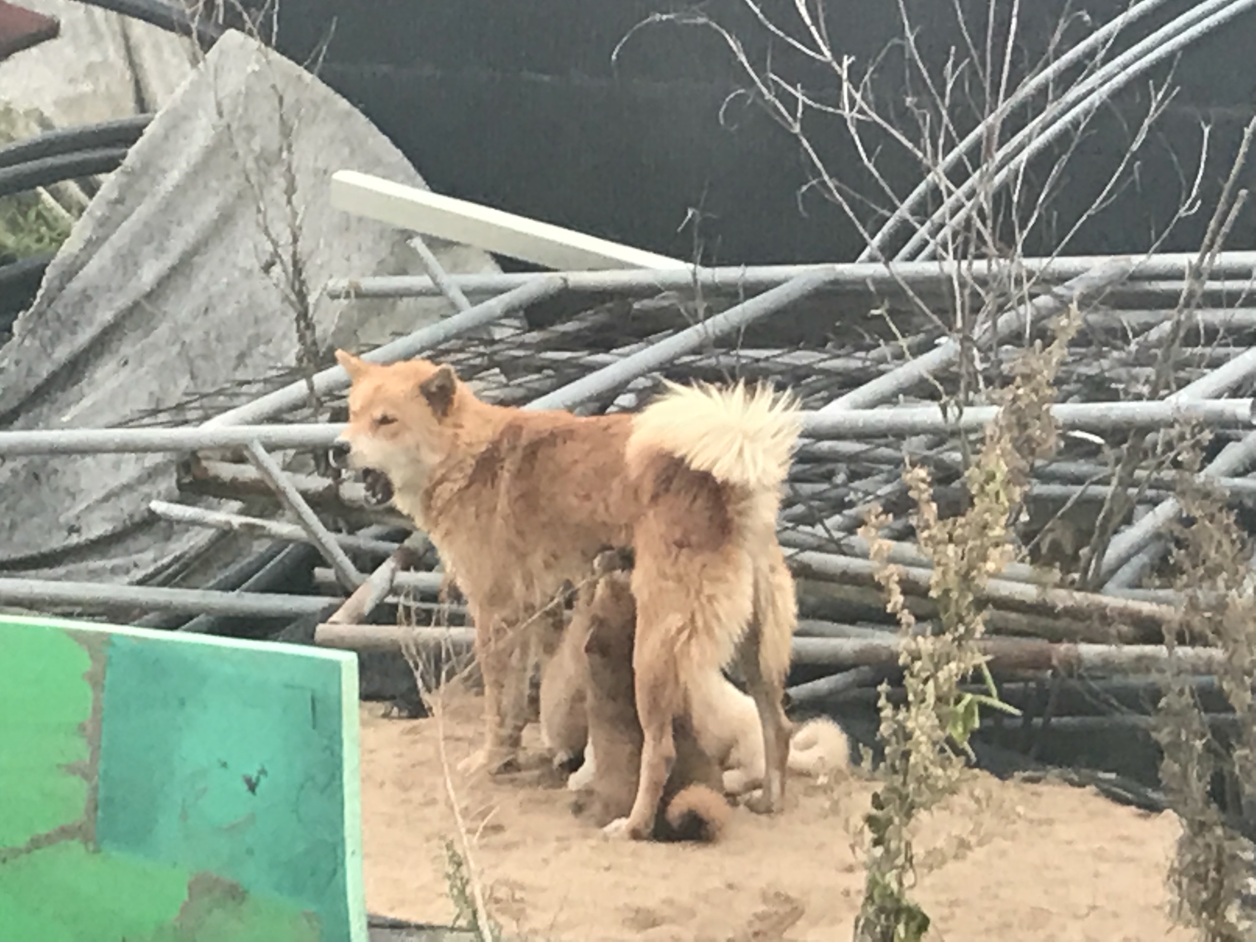 어미개와 새끼3마리 구조부탁해요ㅠㅠ