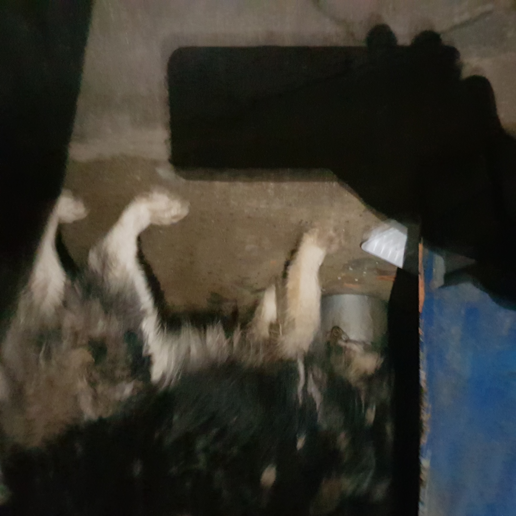 경상남도 양산시 교동 허스키를 구해주세요