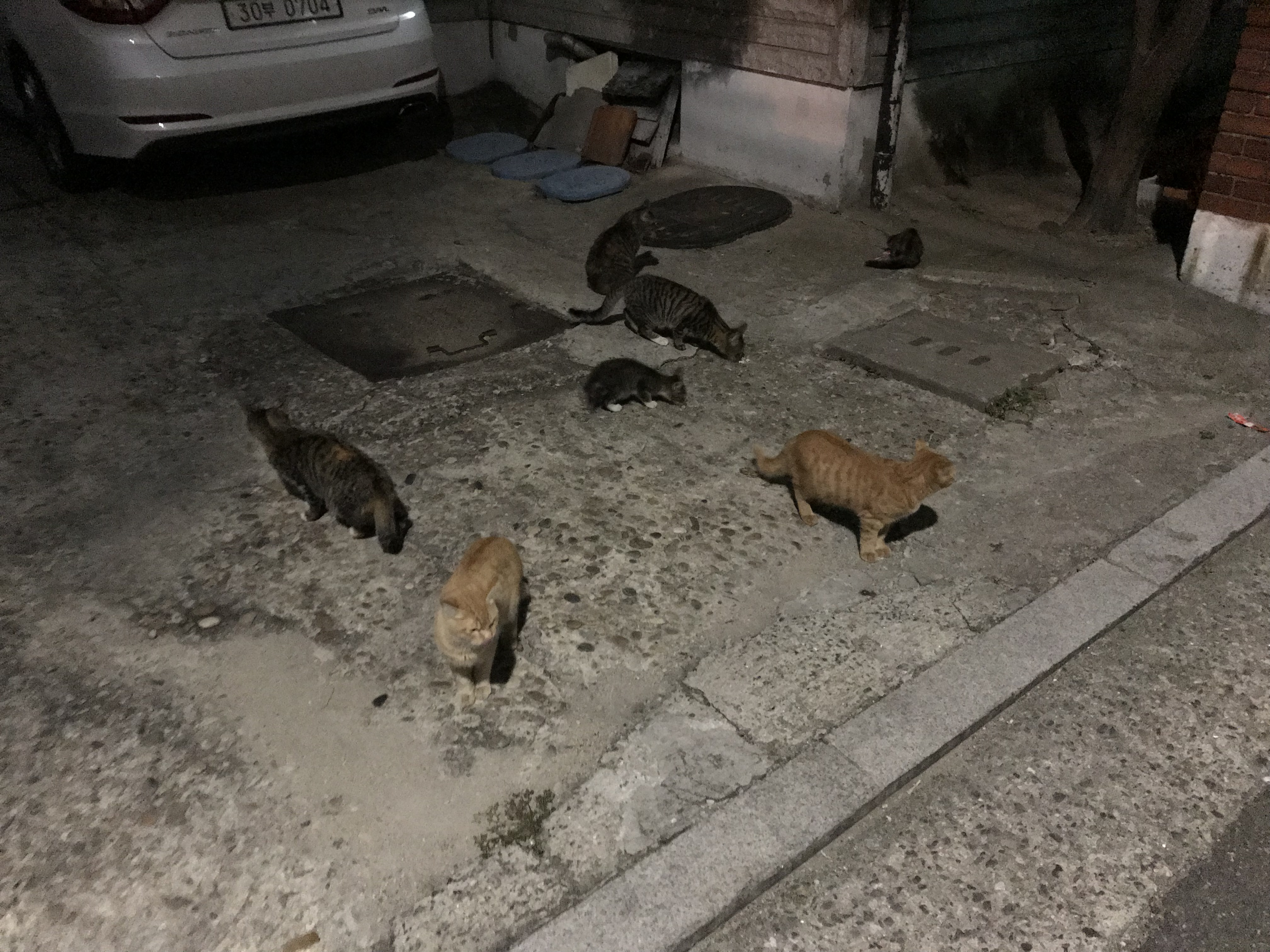 유기된 8마리 고양이를 구조해주세요