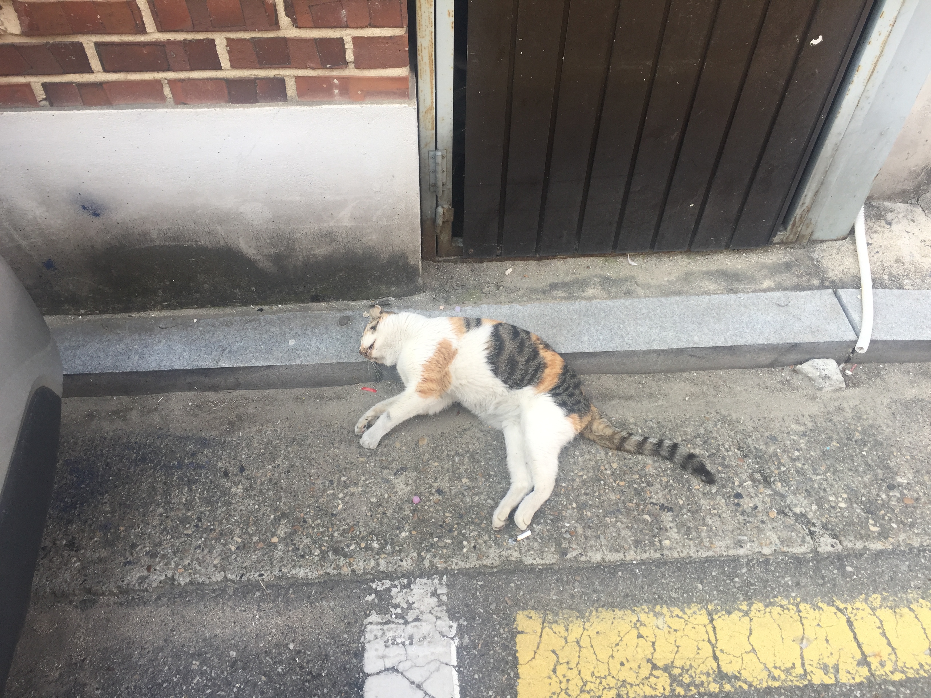 길고양이 학대 의심
