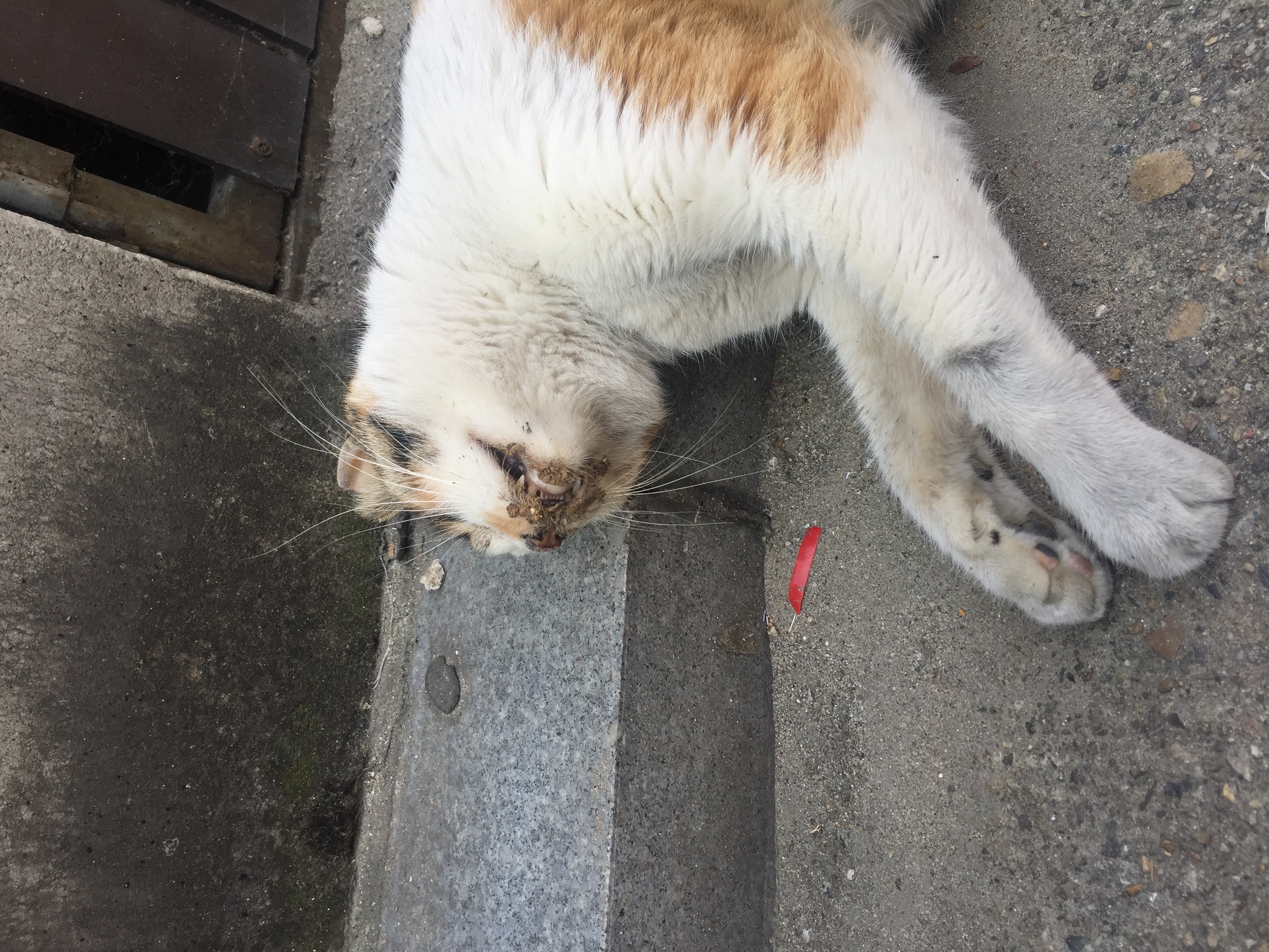 길고양이 학대 의심