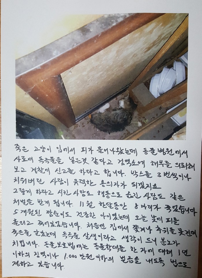 길고양이 죽음에 관해