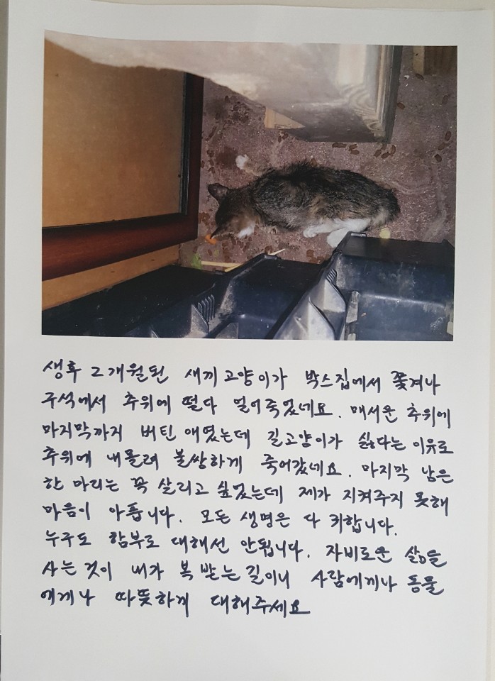 길고양이 죽음에 관해