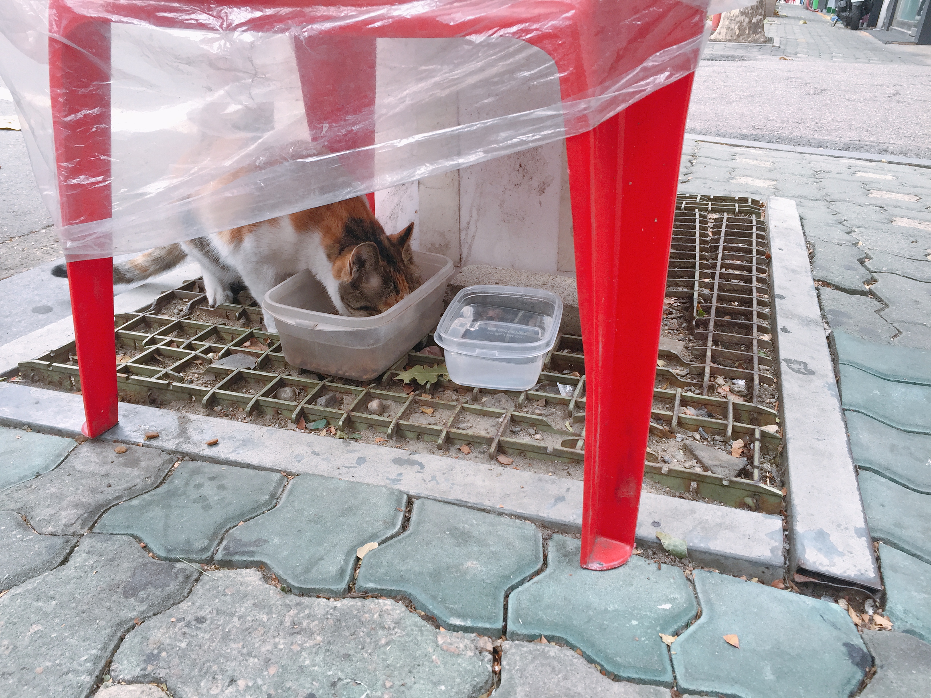 서울 마포구 쥐약 놔서 길고양이들을 죽였다고 합니다