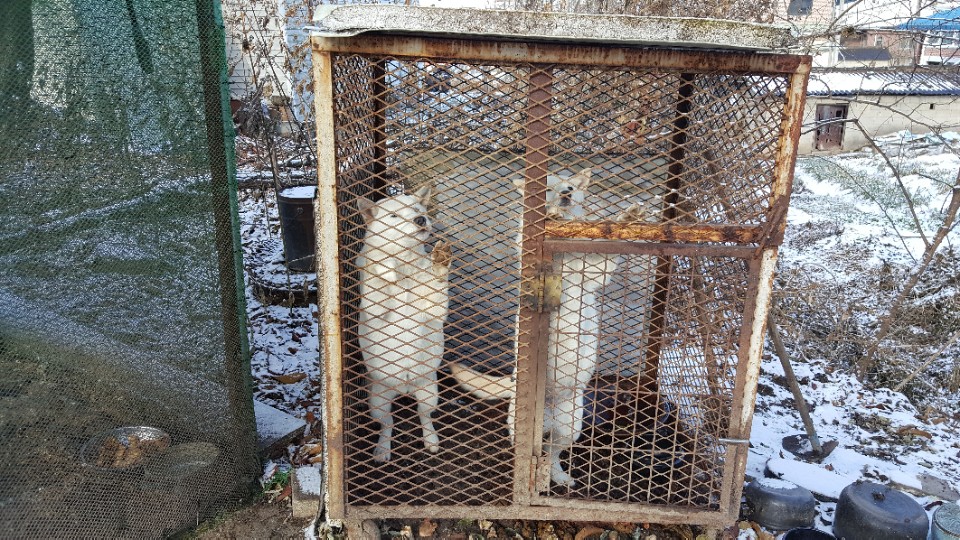옆집에서 키우던개를 개장수에게 판다고합니다. 도와주세요
