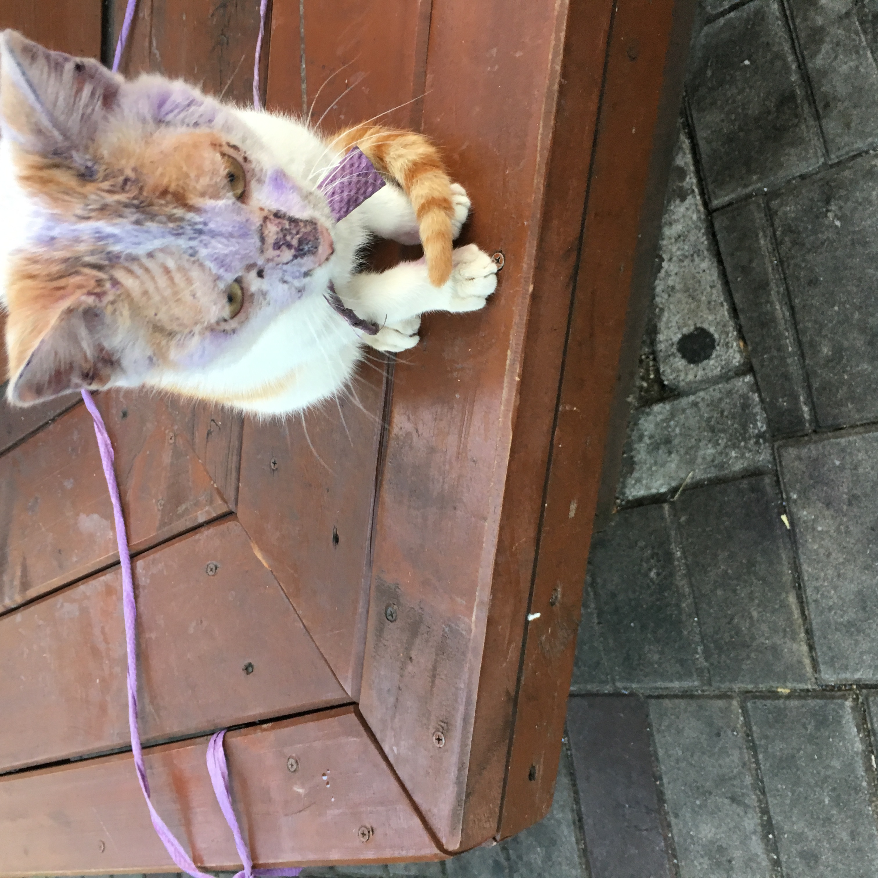 여수 고양이