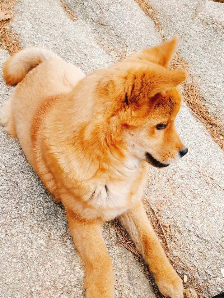 강아지 납치