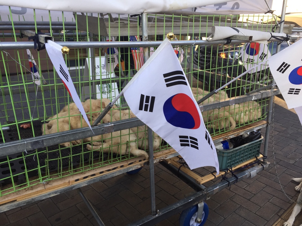 시위현장에 동원된 강아지들과 어미개 입니다. 