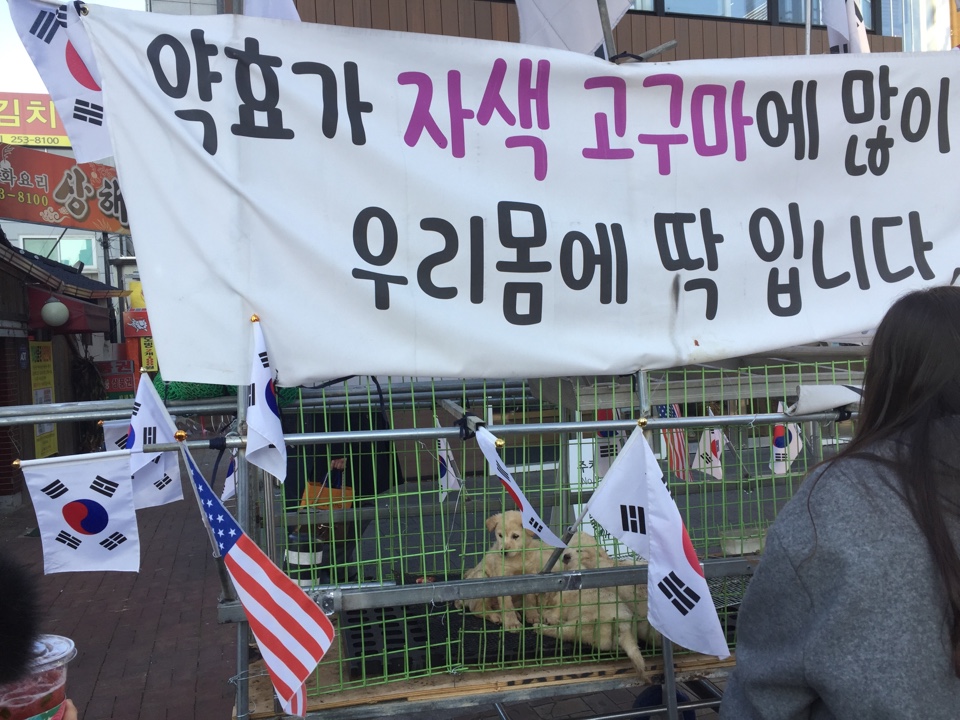 시위현장에 동원된 강아지들과 어미개 입니다. 