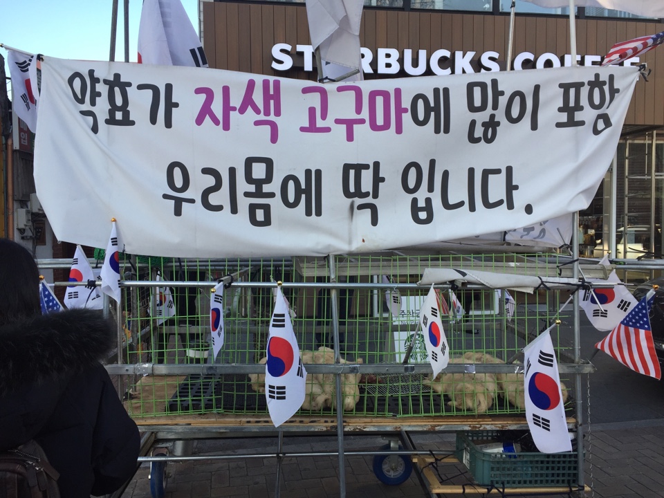 시위현장에 동원된 강아지들과 어미개 입니다. 
