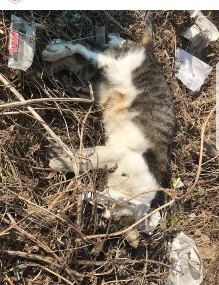 춘천농수산물도매센터 길냥이 독극물살해 인스타그램 제보 공유합니다