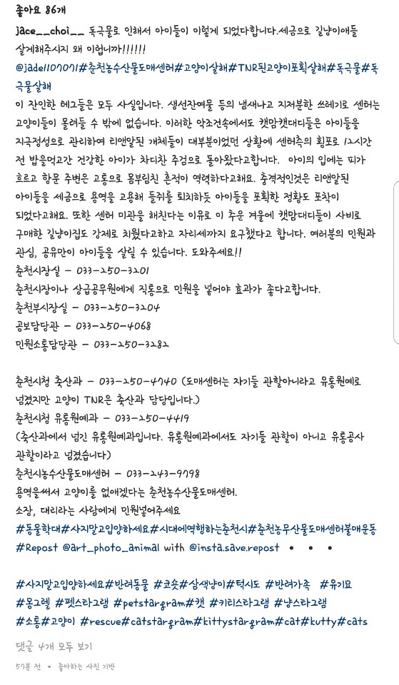 춘천농수산물도매센터 길냥이 독극물살해 인스타그램 제보 공유합니다