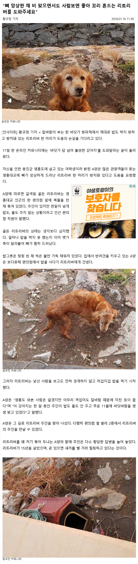 영흥대교에서 방치중인 15살 골든리트리버 구조요청 및 제보기사