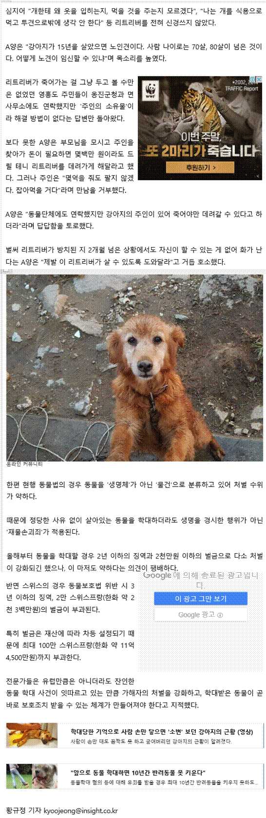 영흥대교에서 방치중인 15살 골든리트리버 구조요청 및 제보기사
