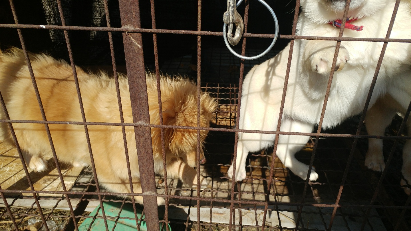 도로변에 있는 강아지들을 구출해주세요 [사진추가]