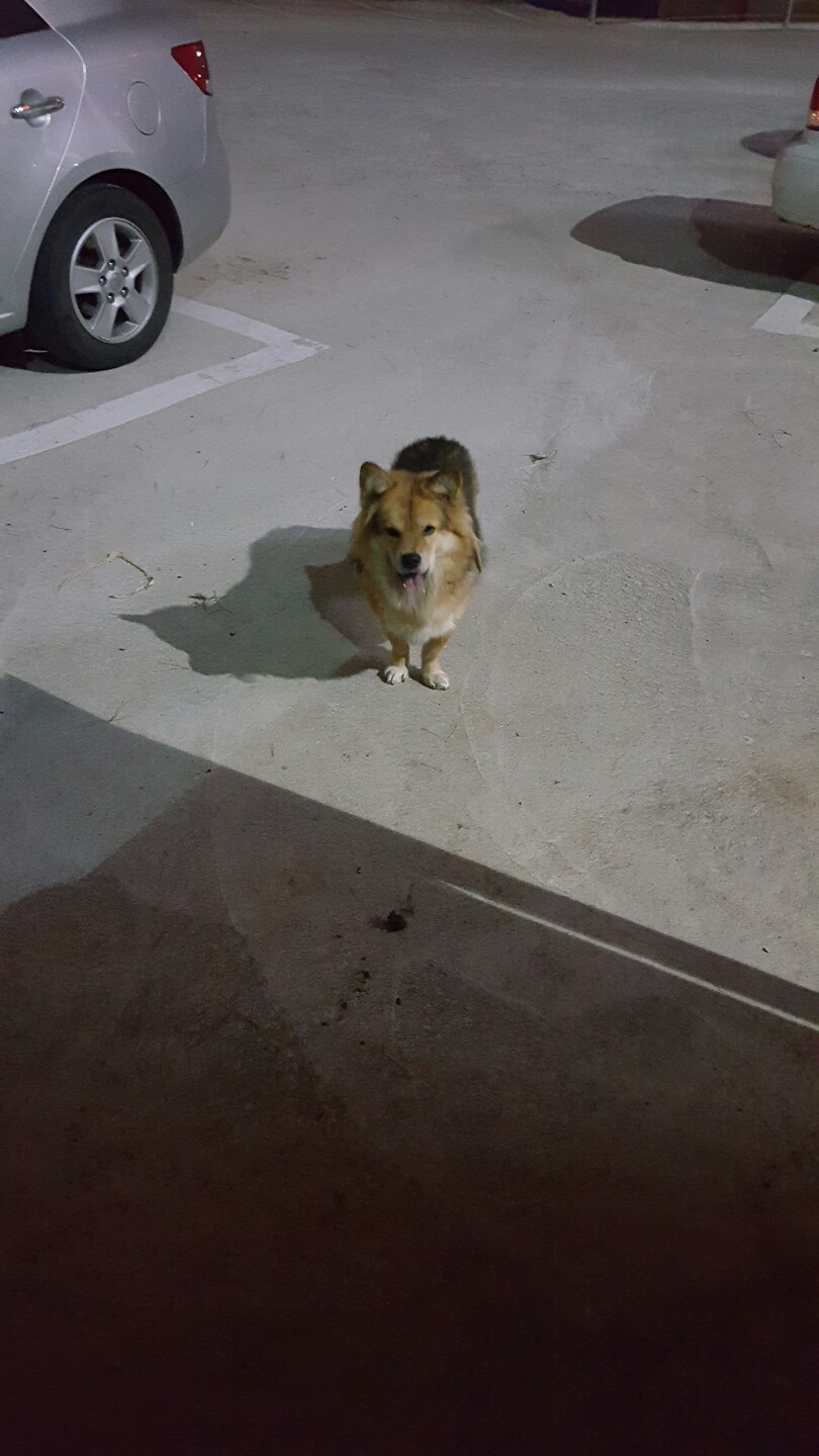 요양병원 지상주차장을 지키는 멍뭉이를 도와주세요.