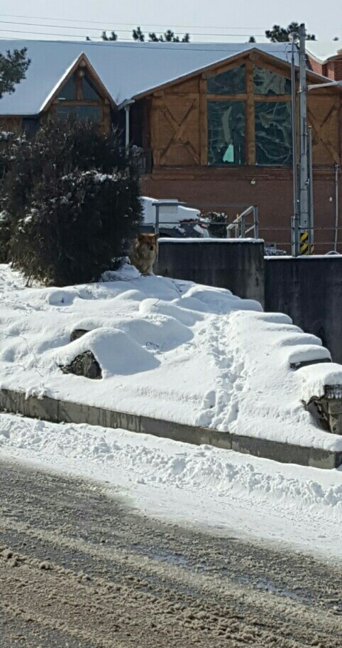 요양병원 지상주차장을 지키는 멍뭉이를 도와주세요.