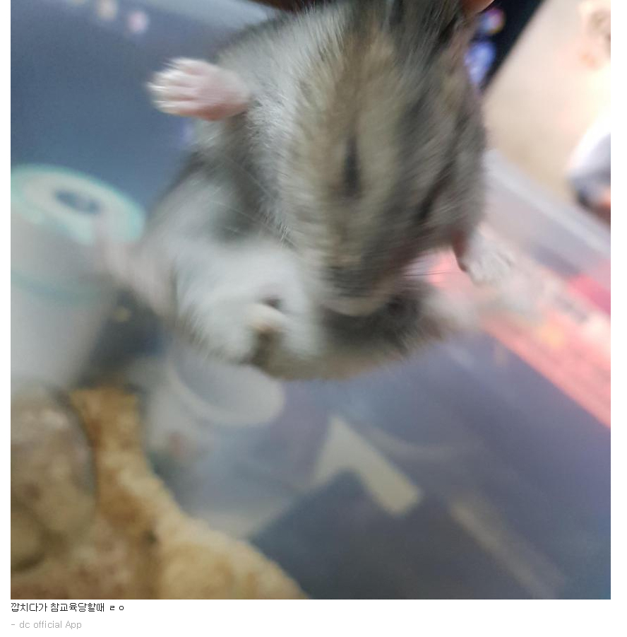 햄스터 학대
