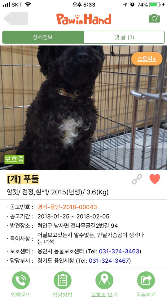 항문파열된 푸들을 나무에 묶어둬서 119가 센터에 데려다 줬어요.