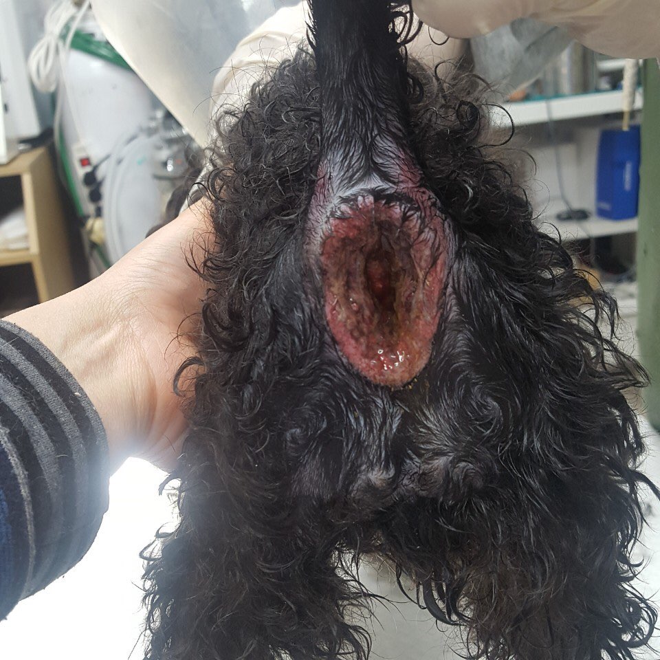 항문파열된 푸들을 나무에 묶어둬서 119가 센터에 데려다 줬어요.