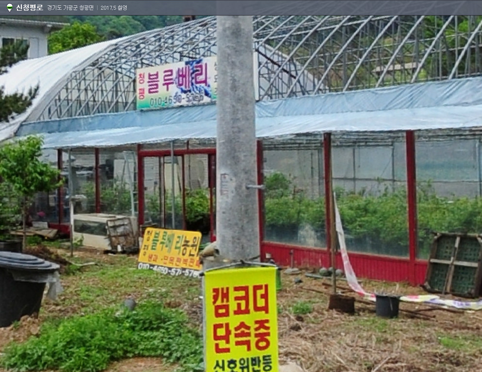 가평 대성리 블루베리농장 도로변개들 방치 생죽은닭 털도안뽑힌 생닭으로 피부병