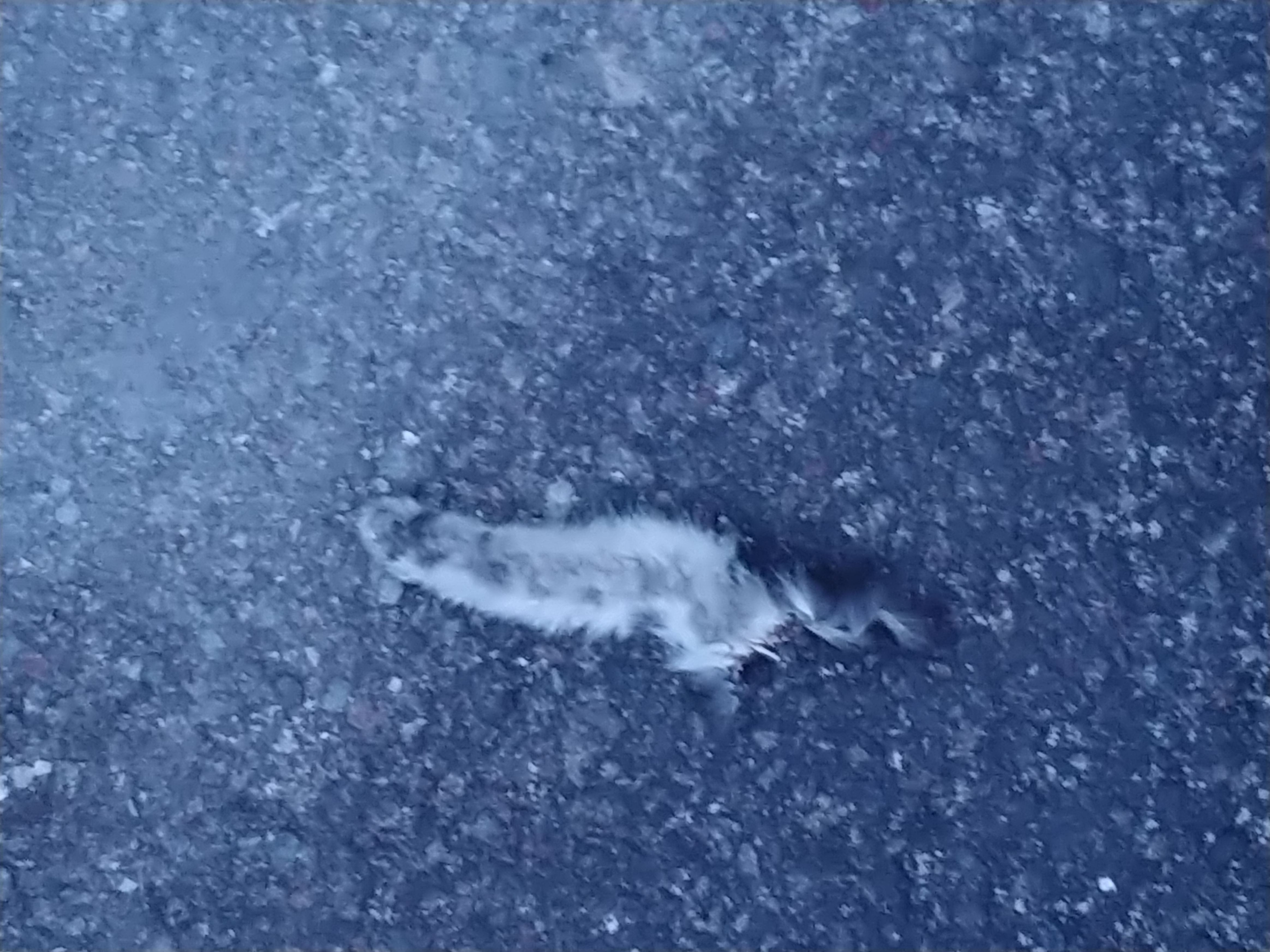 고양이 다리가 잘린채 버려졌어요