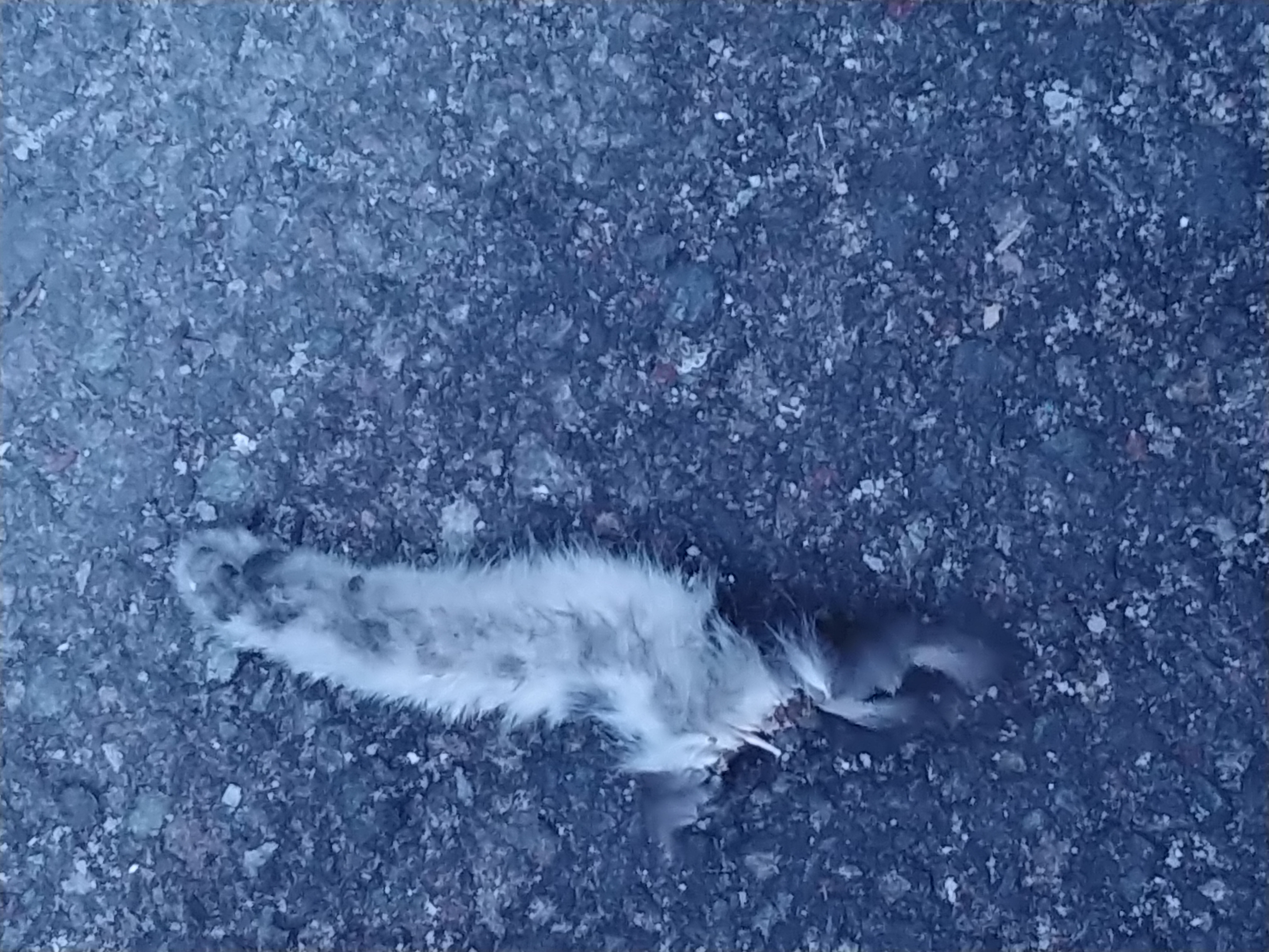 고양이 다리가 잘린채 버려졌어요