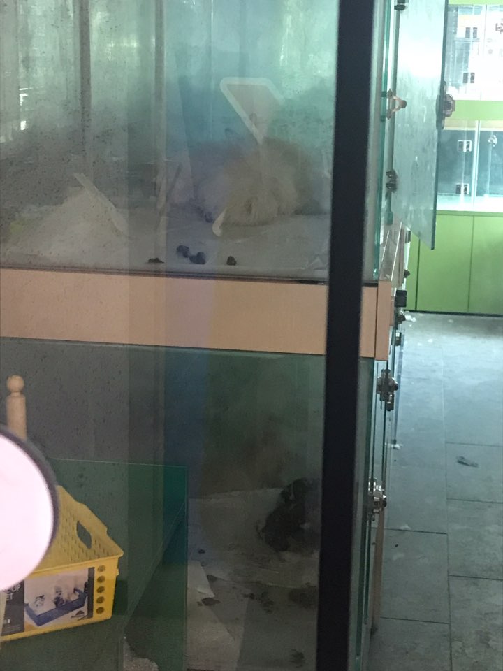 경기 화성 동탄 애견개뻔뻔카페요!