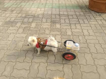 할아버지에게 학대받고 수레끄는 포메라니안 제보입니다