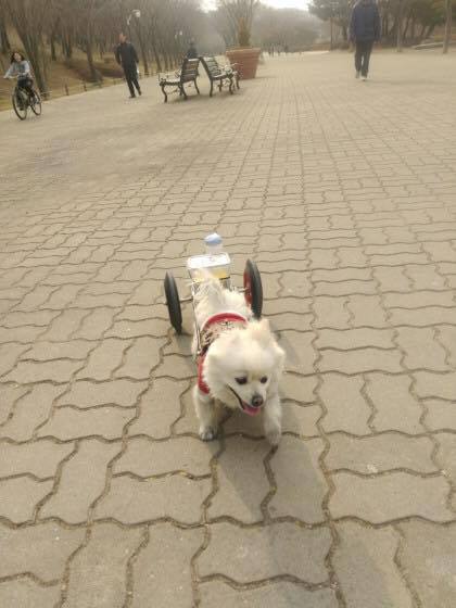 할아버지에게 학대받고 수레끄는 포메라니안 제보입니다