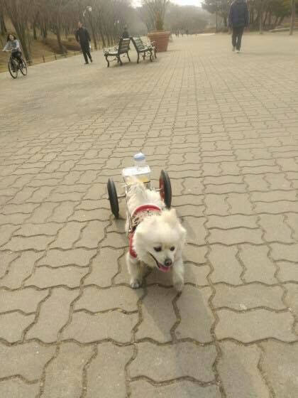 주인에게 학대당하면서 수레끄는 포메 구조해주세요