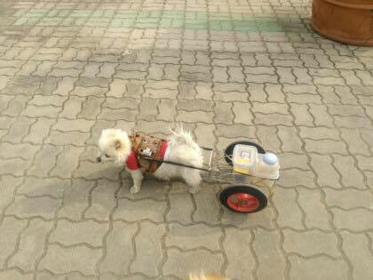 주인에게 학대당하면서 수레끄는 포메 구조해주세요