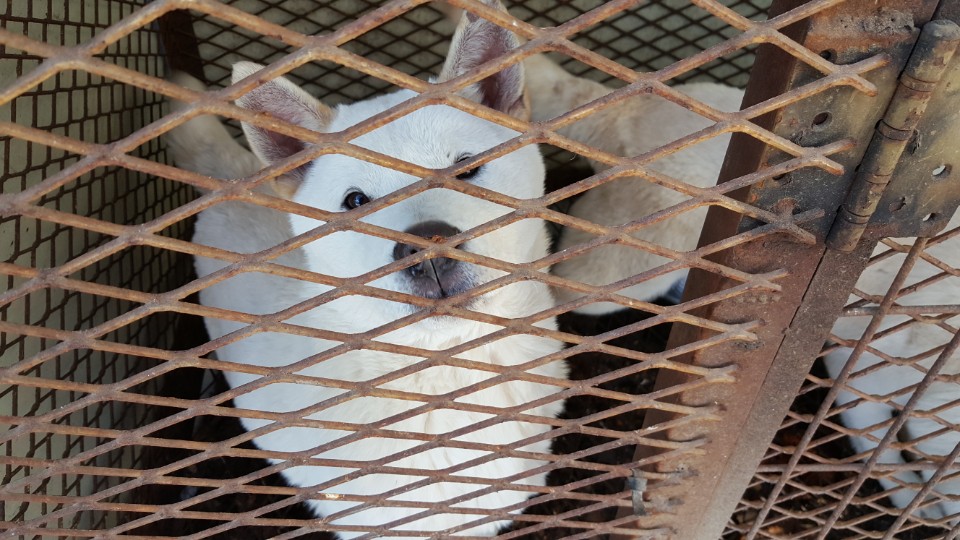 식용으로 키우던 강아지... 도와주세요