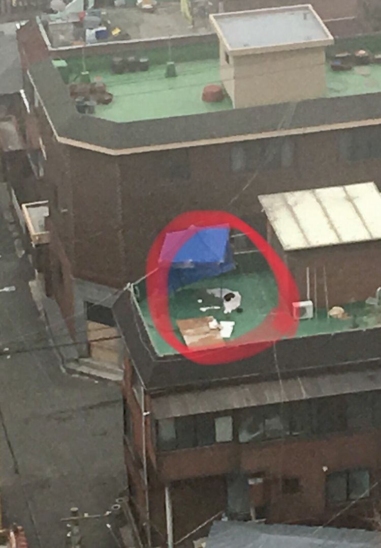 옥상에 강아지를 방치하고있는것같아요