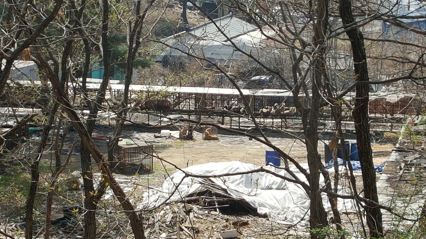 불법개농장..도와주세요..( 파주시청에서도 도움을 주시지않습니다)