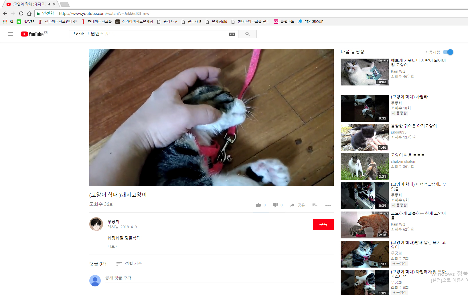 유튜브에 올라온 고양이 학대영상 제보합니다