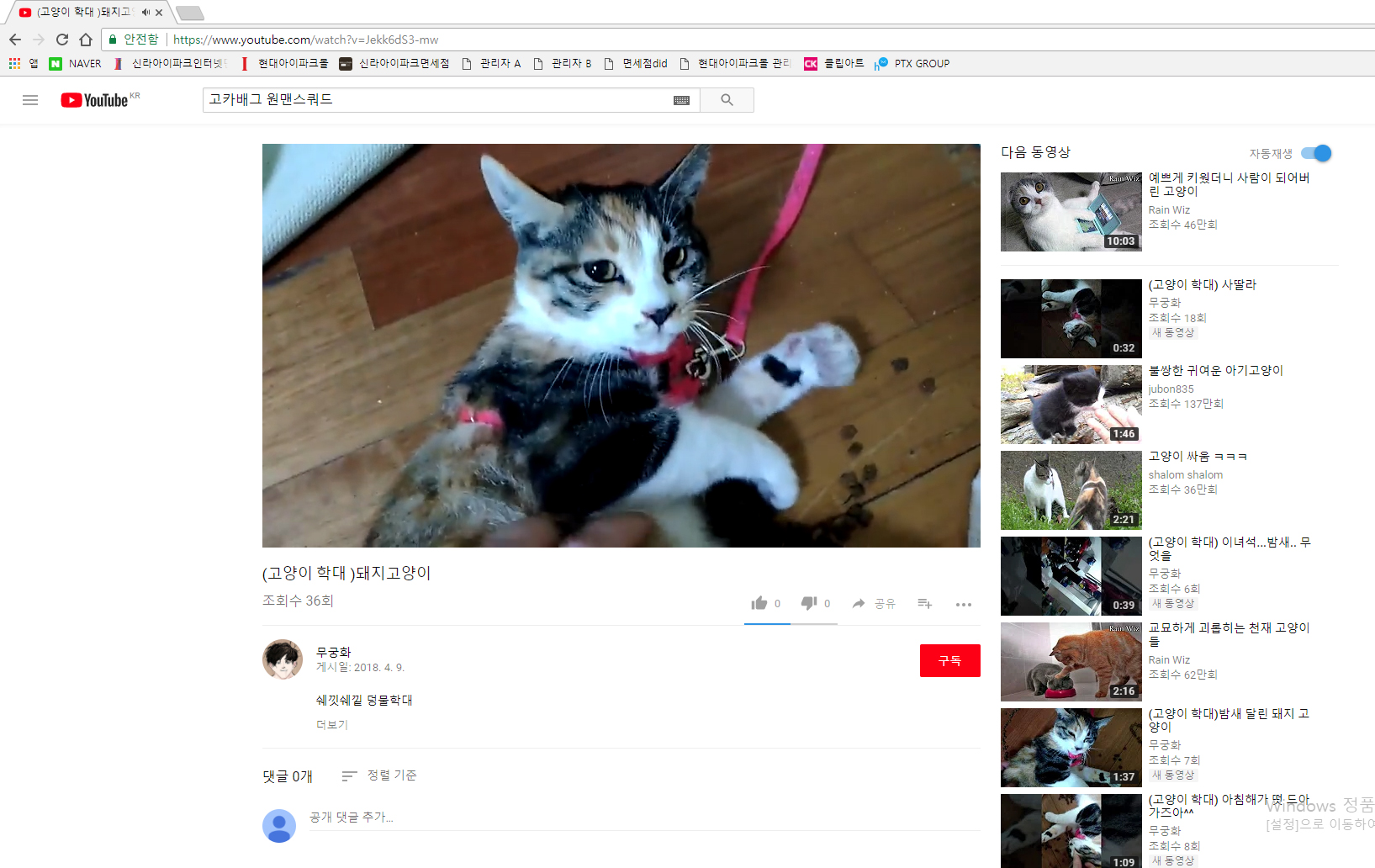 유튜브에 올라온 고양이 학대영상 제보합니다