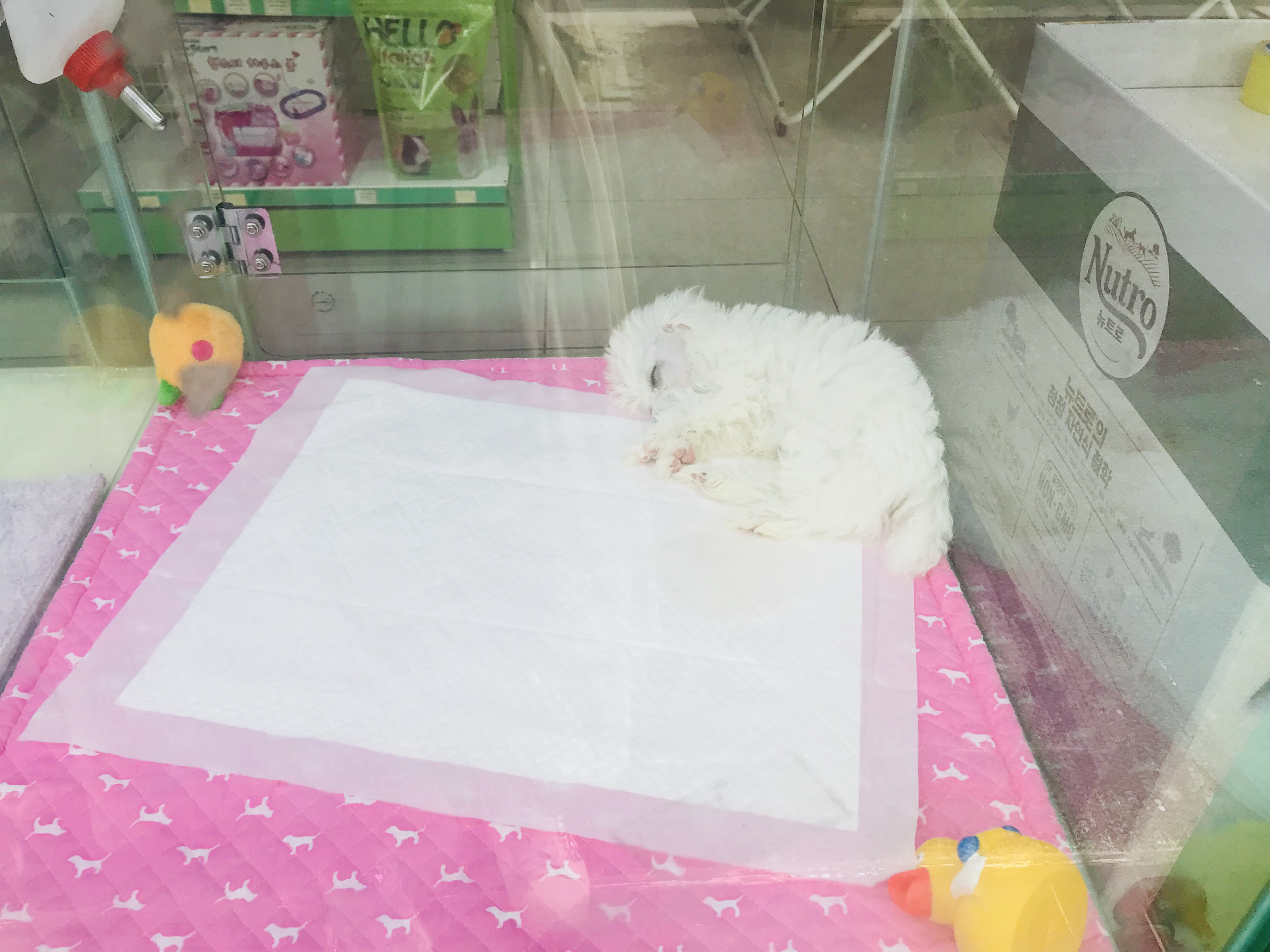 강아지들을 굶기고 잇는것같아서요...