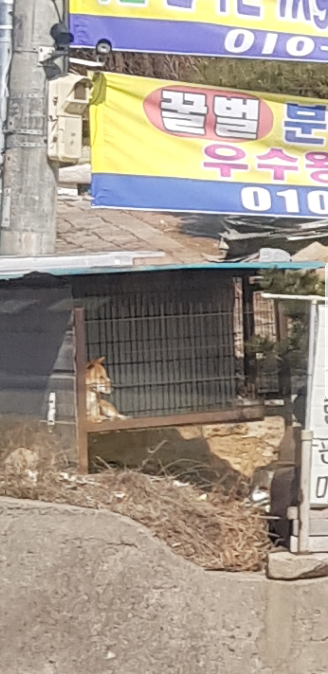 허가를 내지 않고 개를 길러 도살장에 판매하는 가게 신고합니다.