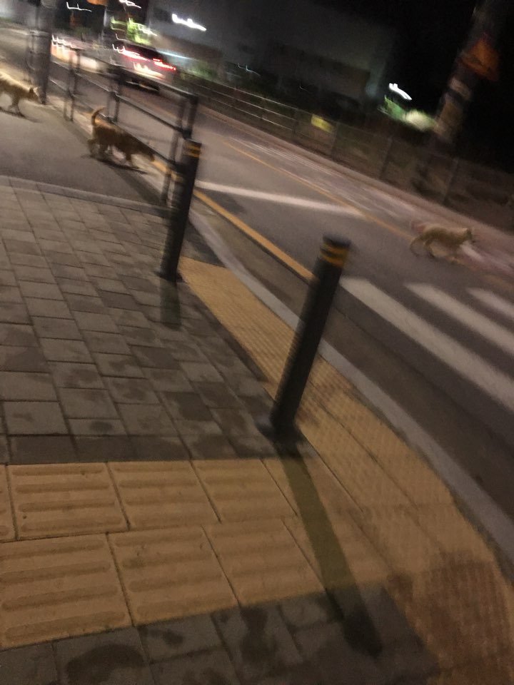 유기견 가족이 족히 6마리입니다.