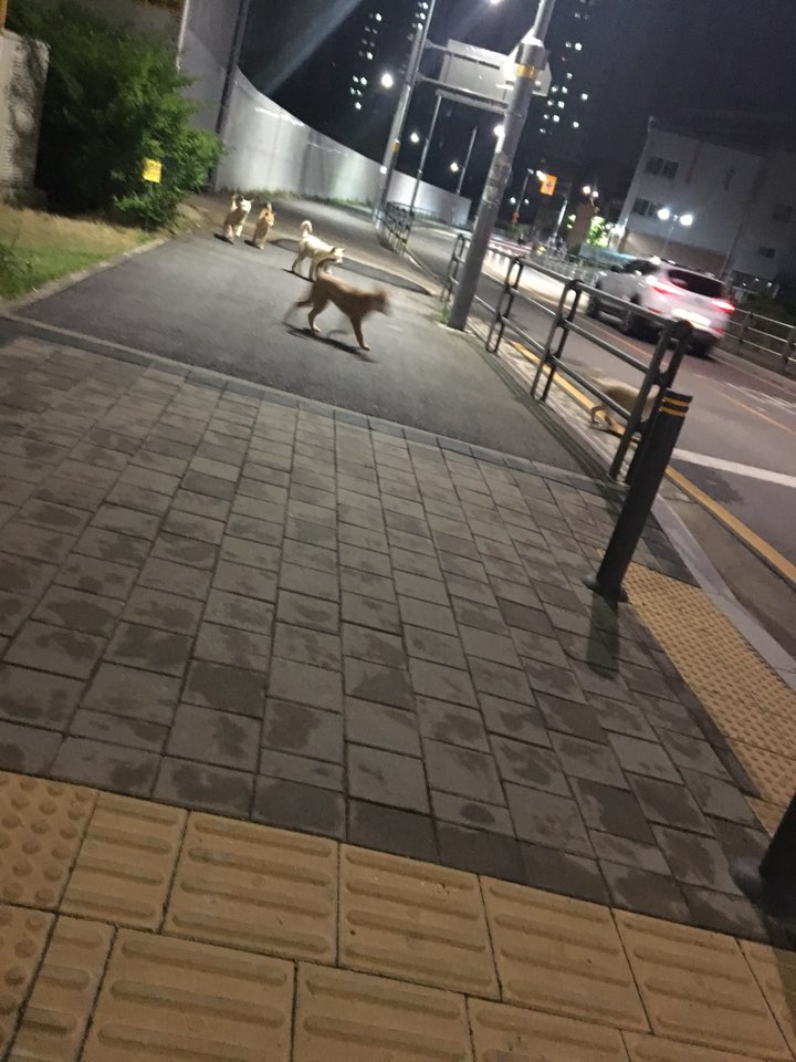 유기견 가족이 족히 6마리입니다.