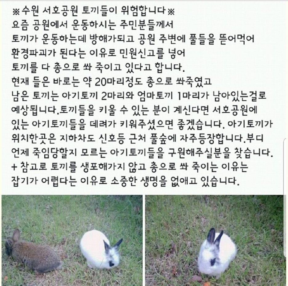 수원서호공원에 유기토끼를 총으로 쏴죽인다고 합니다!!!