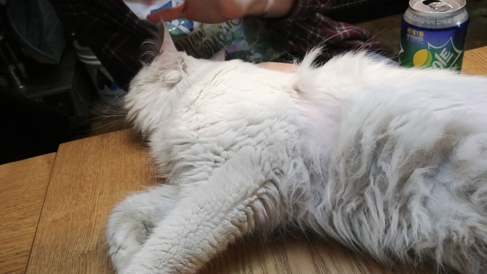 심각한 동물카페 제보합니다.