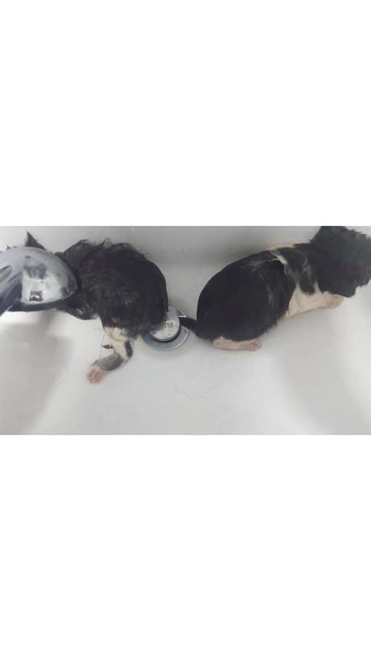 sns길고양이 새끼 학대(제2의 삼색이)