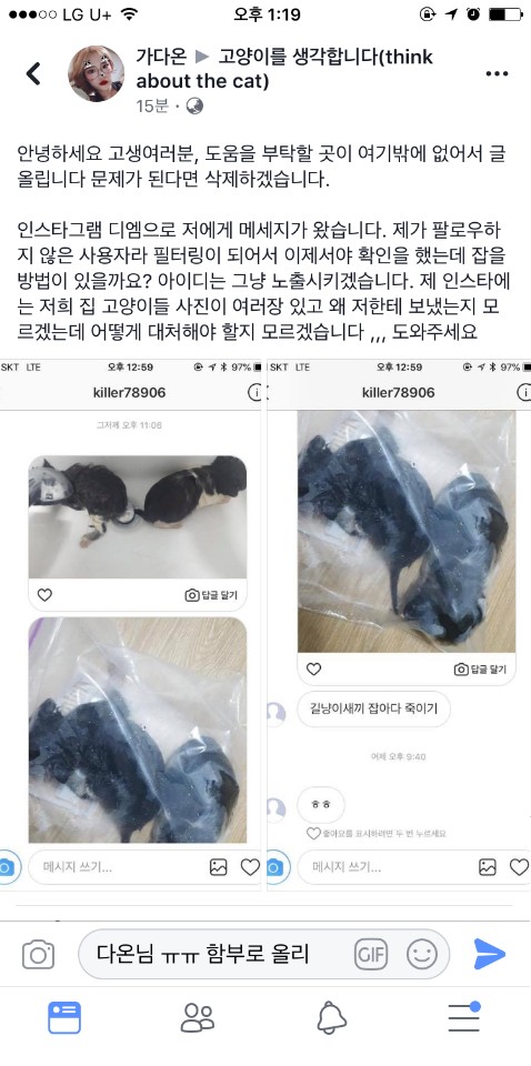 sns길고양이 새끼 학대(제2의 삼색이)