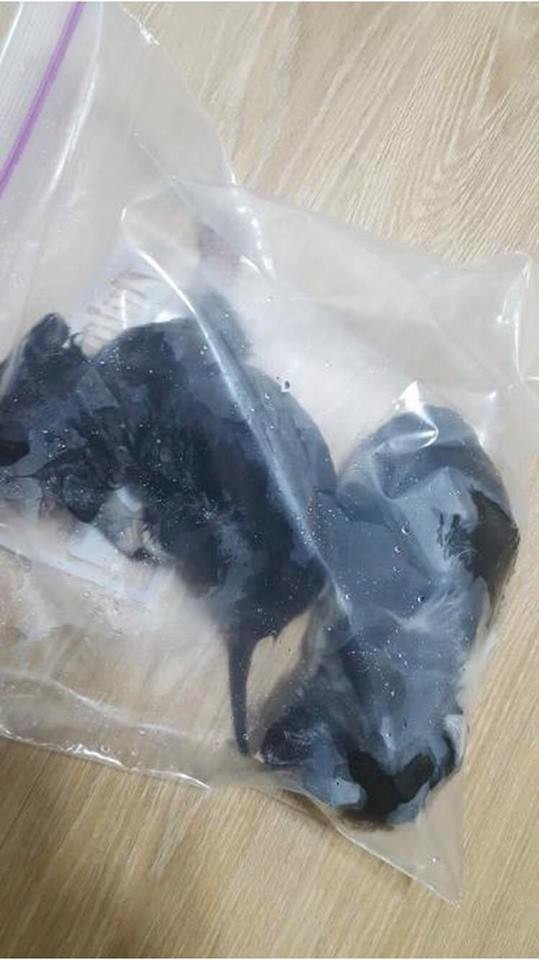 sns길고양이 새끼 학대(제2의 삼색이)