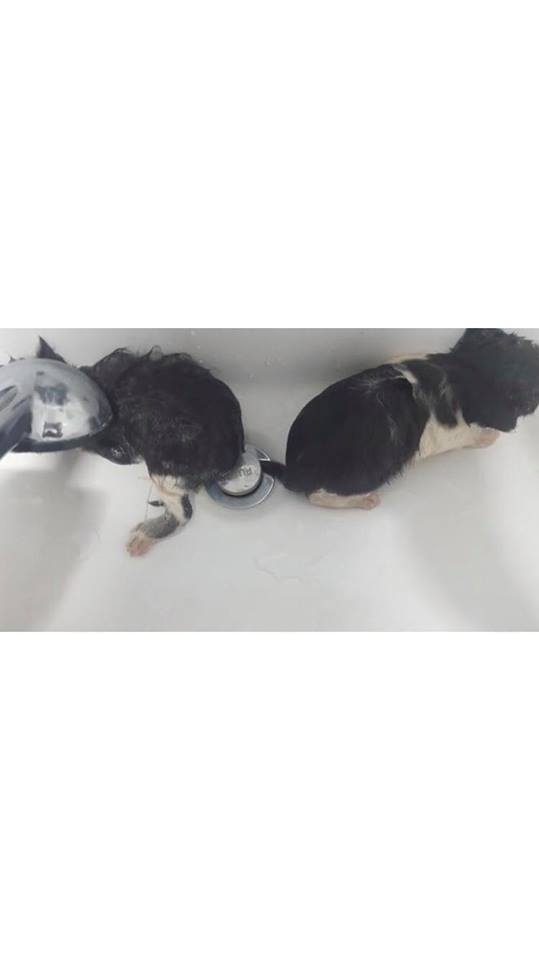 학대받는 아기 고양이 살려주세요