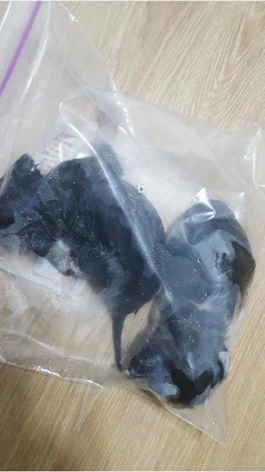 아기고양이학대