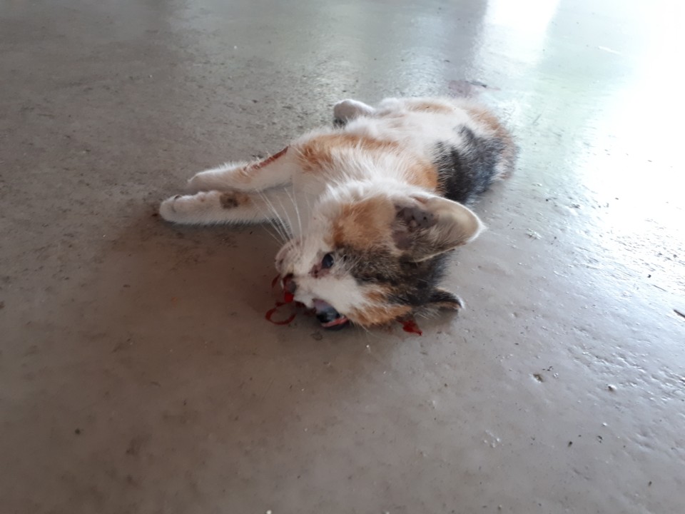 주차장에 새끼 고양이 두마리 죽여져있음
