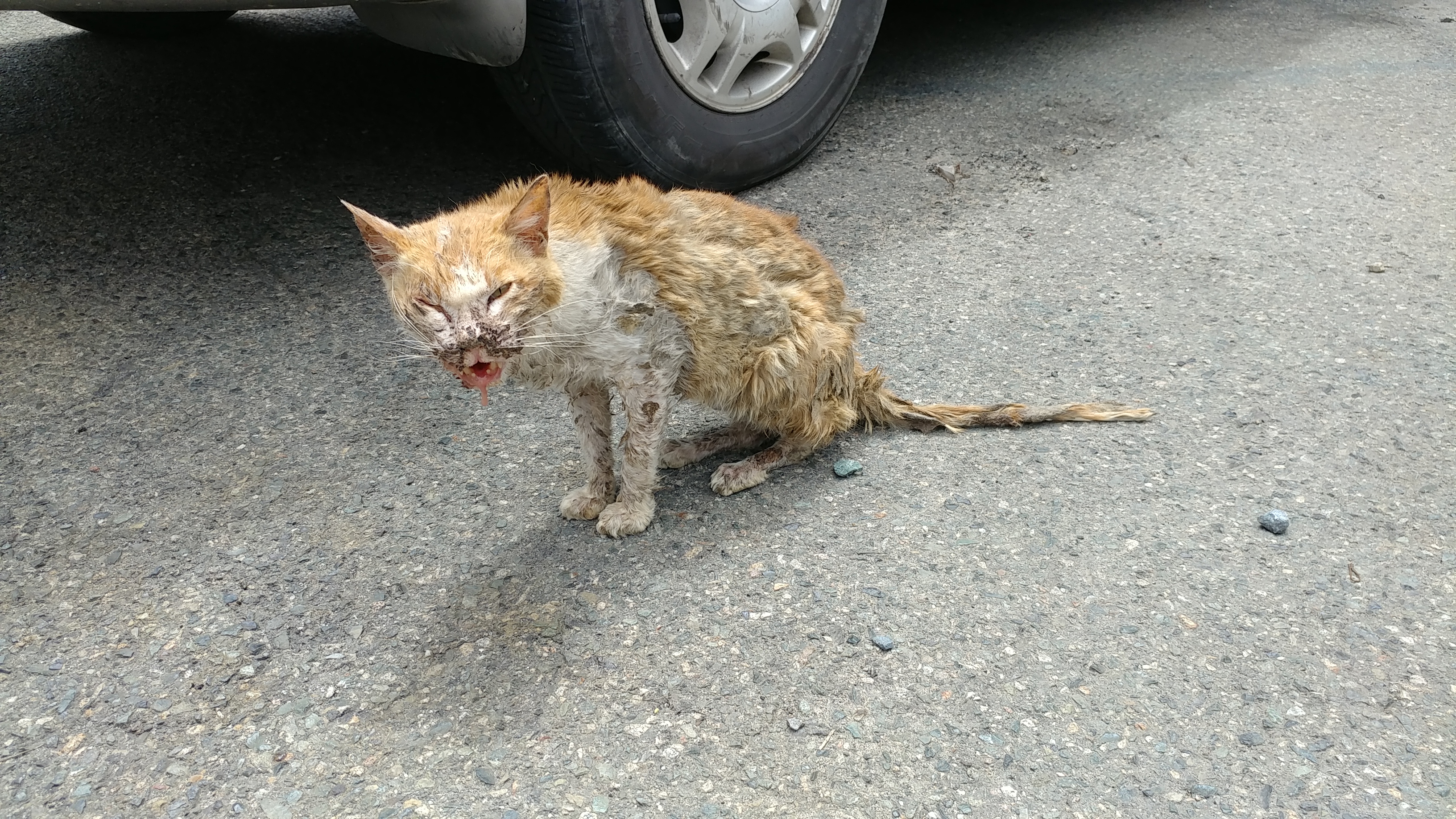 고양이 상태가 안 좋아 보여요..구조 좀 부탁드립니다.
